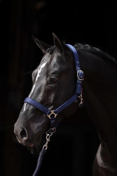 Covalliero Licol Dexter - SHOPHORSE